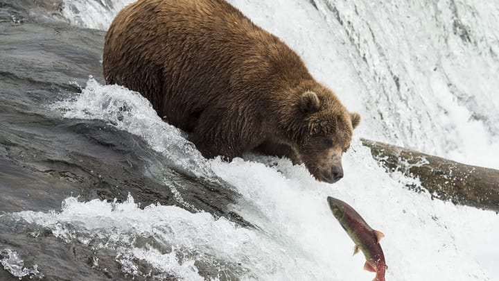 A brown bear fishing at Katmai National Park in 2018.