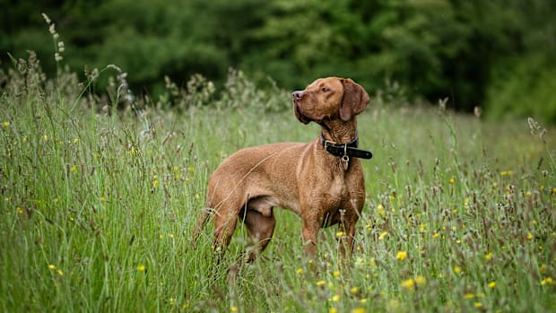 A Vizsla dog standing in a field of green grass looking off in the distance