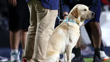 Sep 16, 2023; Oxford, Mississippi, USA; Mississippi Rebels head coach Lane Kiffin s dog, Juice, sits on the sidelines during the second half against the Georgia Tech Yellow Jackets at Vaught-Hemingway Stadium. Mandatory Credit: Petre Thomas-Imagn Images