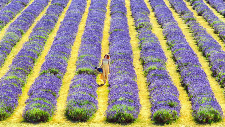 Mayfield Lavender Farm