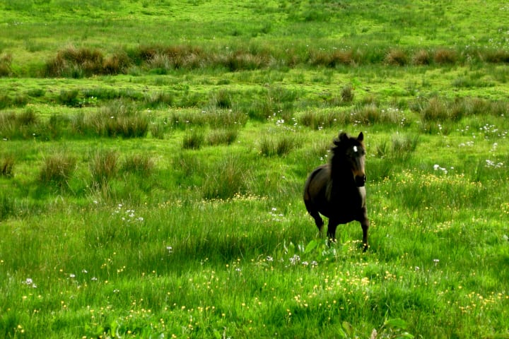 a horse in a field in the countryside in County Tipperary, Ireland.