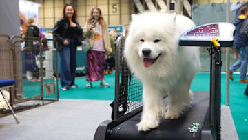 Crufts 2023 - Day Two