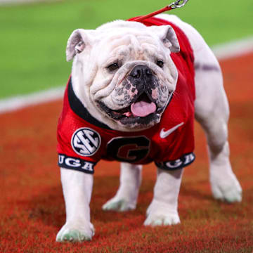 Georgia Bulldogs mascot Uga on the sideline during a game against the Mississippi State Bulldogs in the fourth quarter at Sanford Stadium.