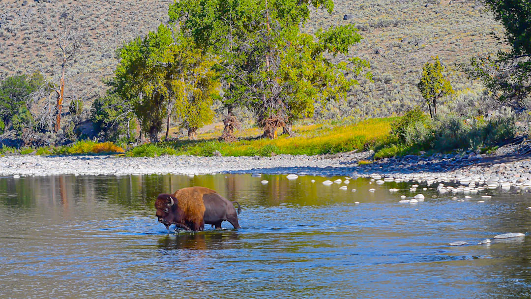 On the Lamar River, you're often sharing the water. 