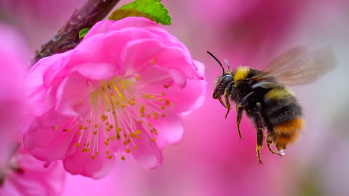 Honeybee next to pink flower