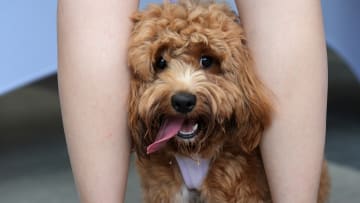 Dog Festival in Toronto