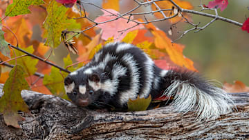A spotted skunk.