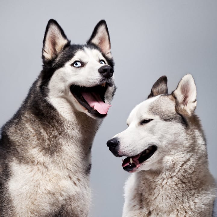 Studio portrait of two blue-eyed Huskies turned towards each other and smiling