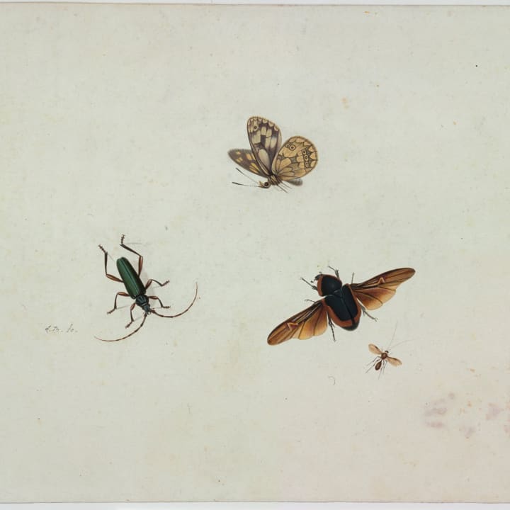 17th-century illustration of insects