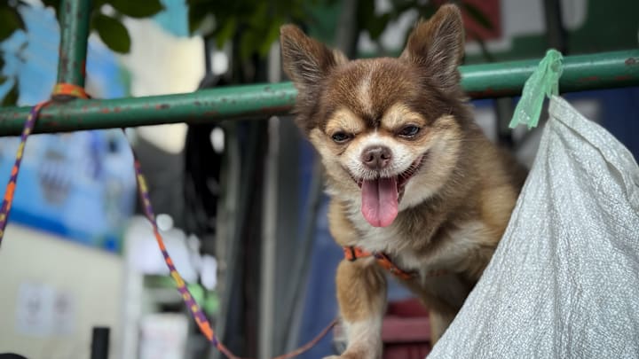 Tourists pet cute animals in Bangkok