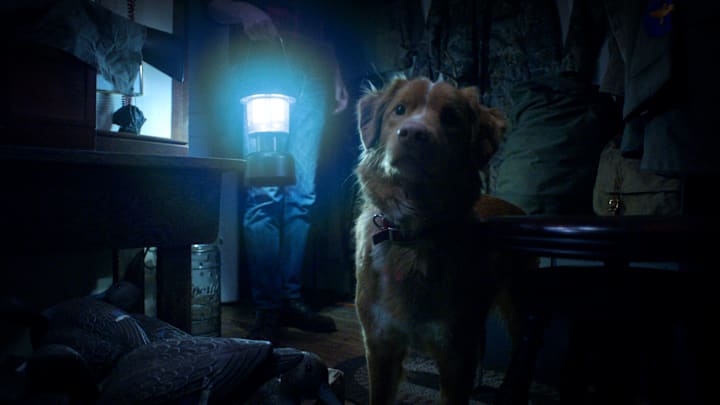 Good Boy - Courtesy Overlook