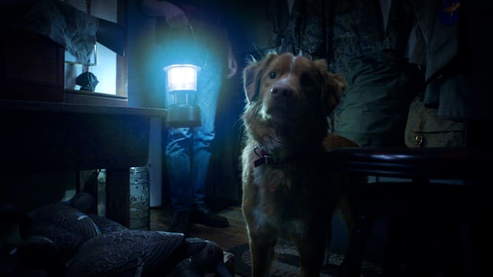 Good Boy - Courtesy Overlook