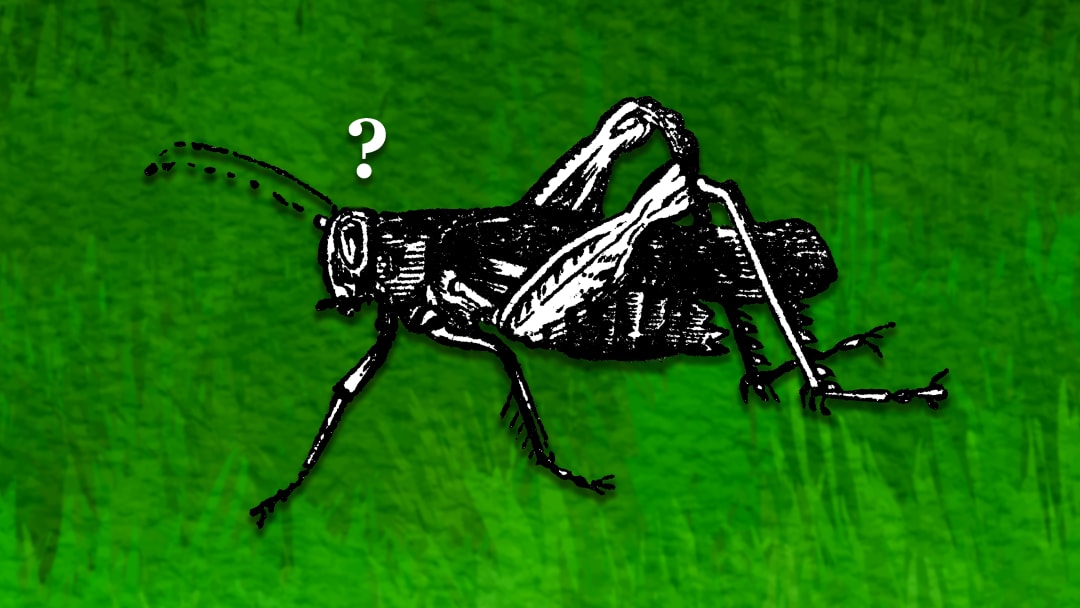 Even this cricket wants to know the answer.