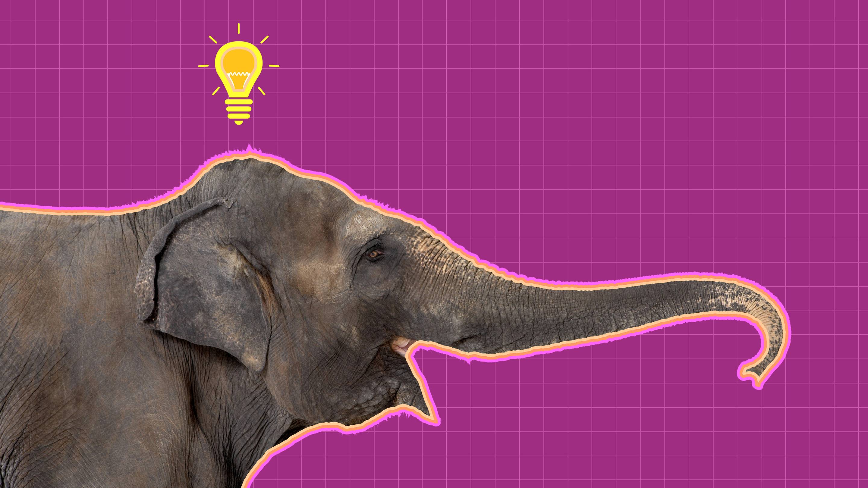 7 Behaviors That Show Elephants Are Incredibly Smart