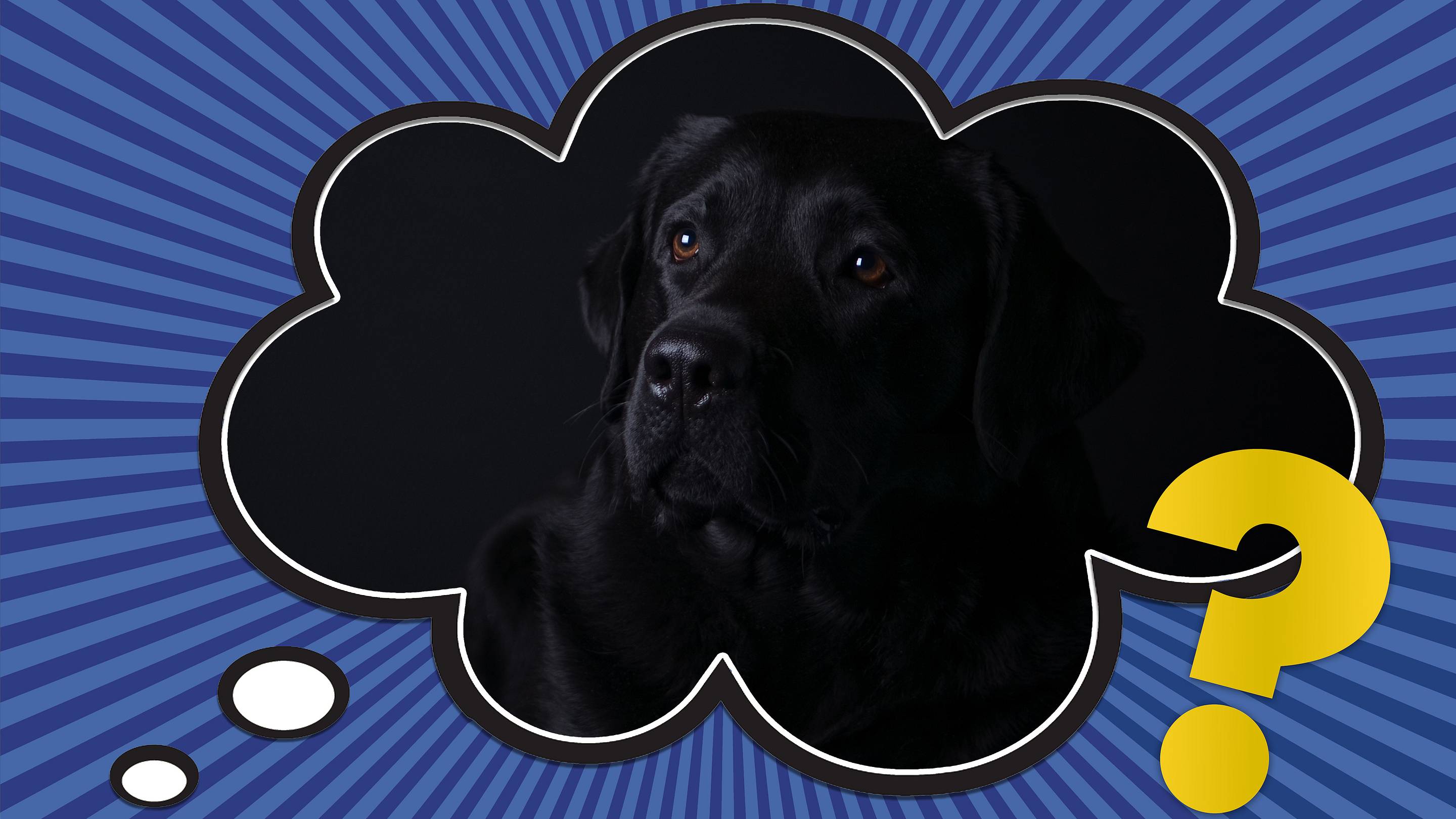 Why Is Depression Sometimes Called “The Black Dog”?