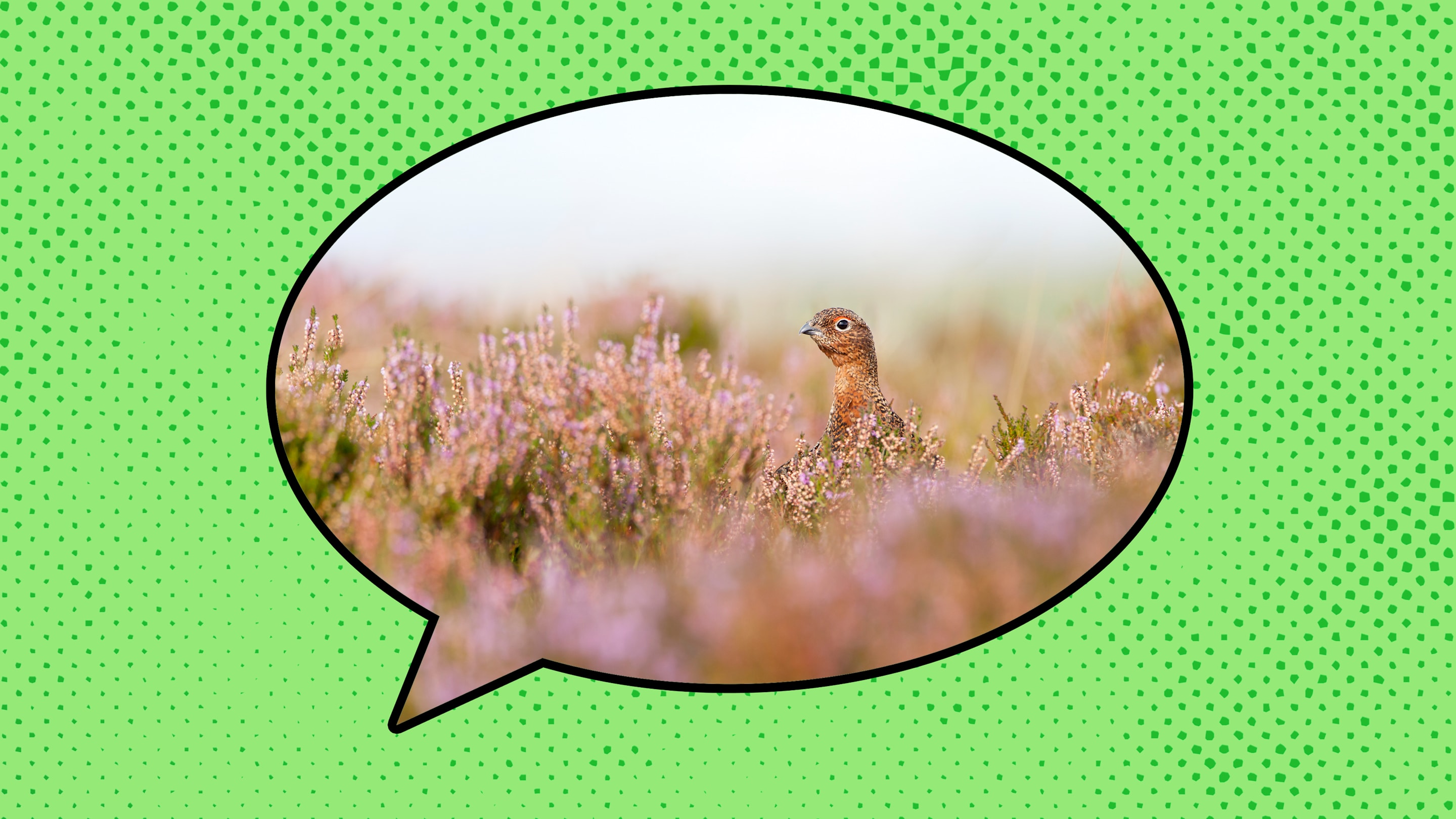 Where Did the Phrase ‘Beat Around the Bush’ Come From?