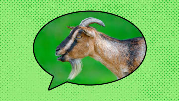 ‘Estás como una cabra’ means “you are like a goat.”