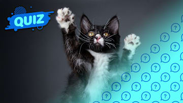 Who could be afraid of this cute kitty?
