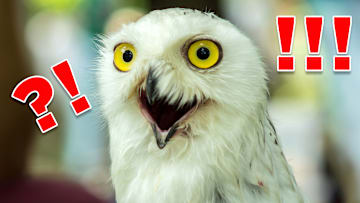 Even this snowy owl is totally surprised by some of these facts.