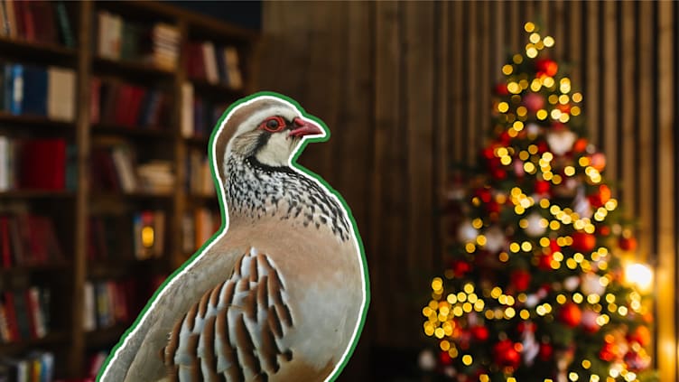 This partridge has no idea where the song “The Twelve Days of Christmas” came from.