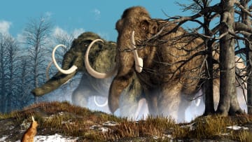 Megafauna like woolly mammoths dominated during the ice age.