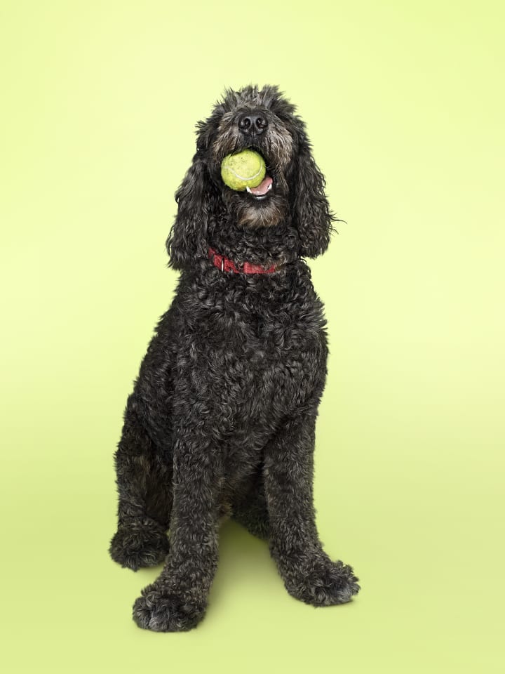 Labradoodle dog with tennis ball in mouth
