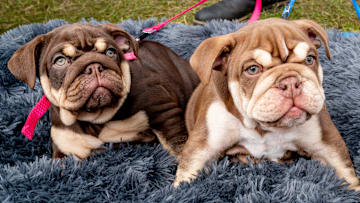 Dogfest 2024