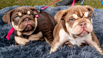 Dogfest 2024