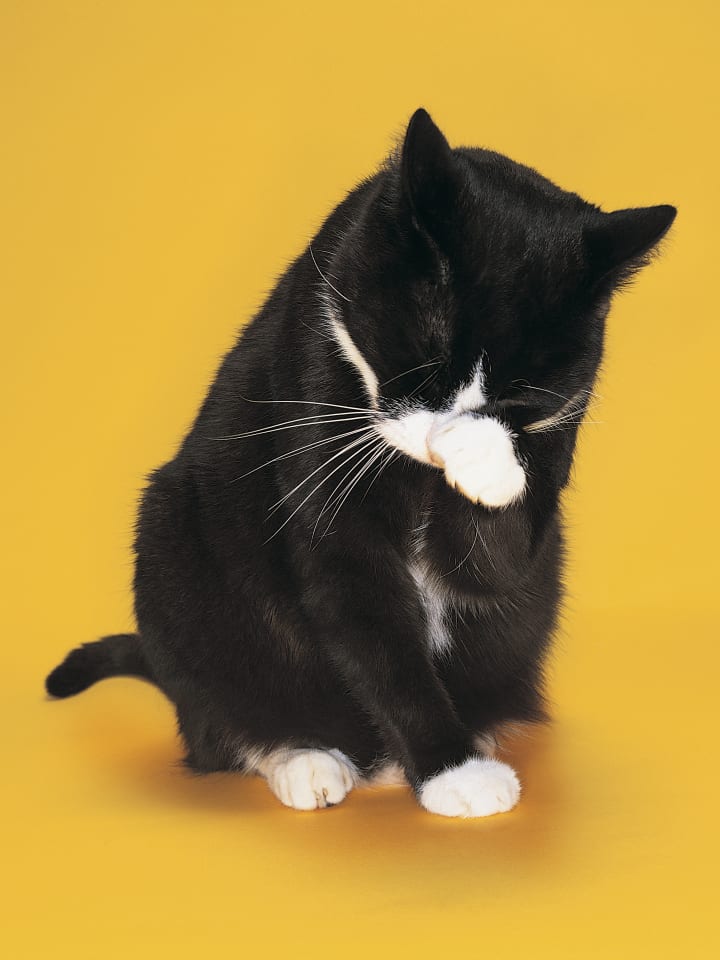 Black and white cat cleaning face with paw against yellow background
