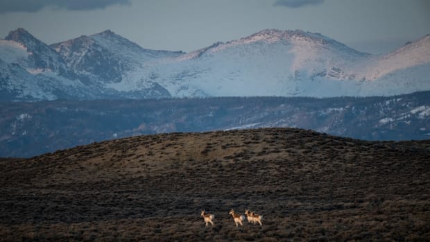Three antelope in the prarie in front of the Wind River Range near Pinedale, Wyoming.
