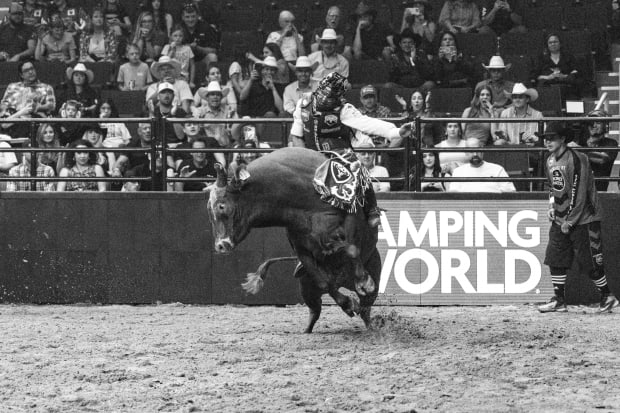 A bull rider on top of a bucking bull.