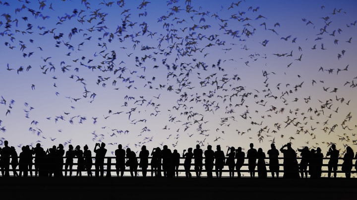 Bats flying over people on Congress Avenue Bridge in Austin, Texas.