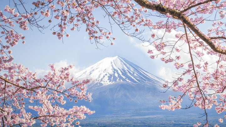 Mount Fuji framed by cherry blossoms.