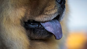 Annual Westminster Dog Show Takes Place In New York City