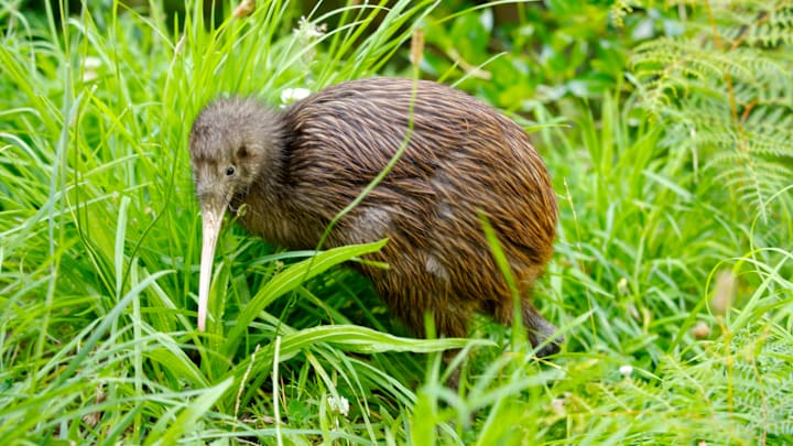 Kiwi at the Wellington Zoo.