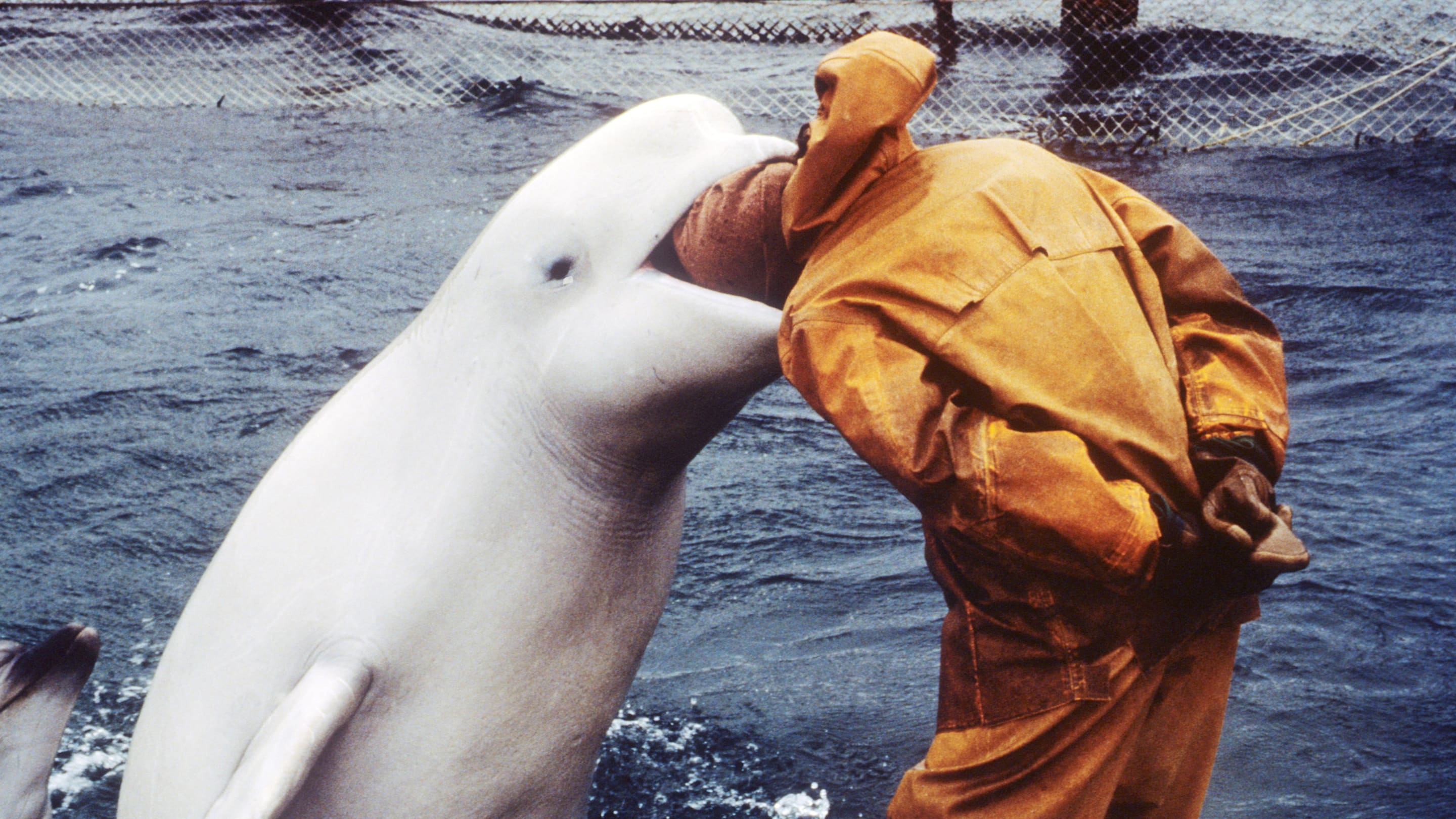 Top 5 Smartest Animals in the World, Ranked by Intelligence