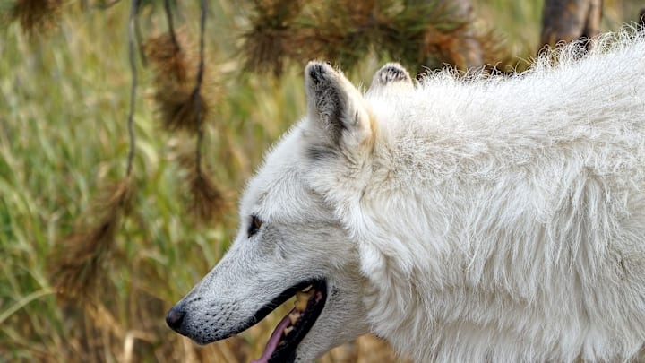 A wolf living at the Grizzly & Wolf Discovery Center in West Yellowstone, Montana, paces its enclosure.
