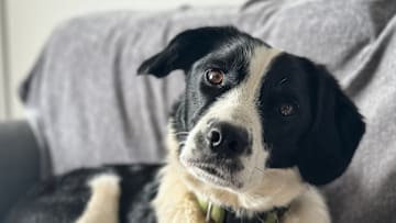 Your future pup might just be one of these intelligent breeds!