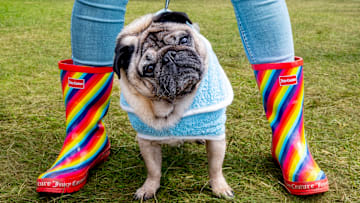 Dogfest 2024