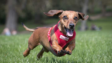 The Sausage Dog Club Meets For Its Annual Walk In Bath