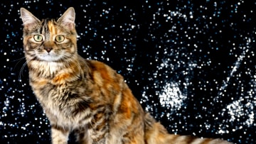 GCCF Chester Cat Show