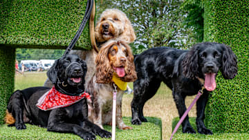 Dogfest 2023