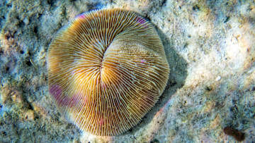 Some mushroom coral species can move.