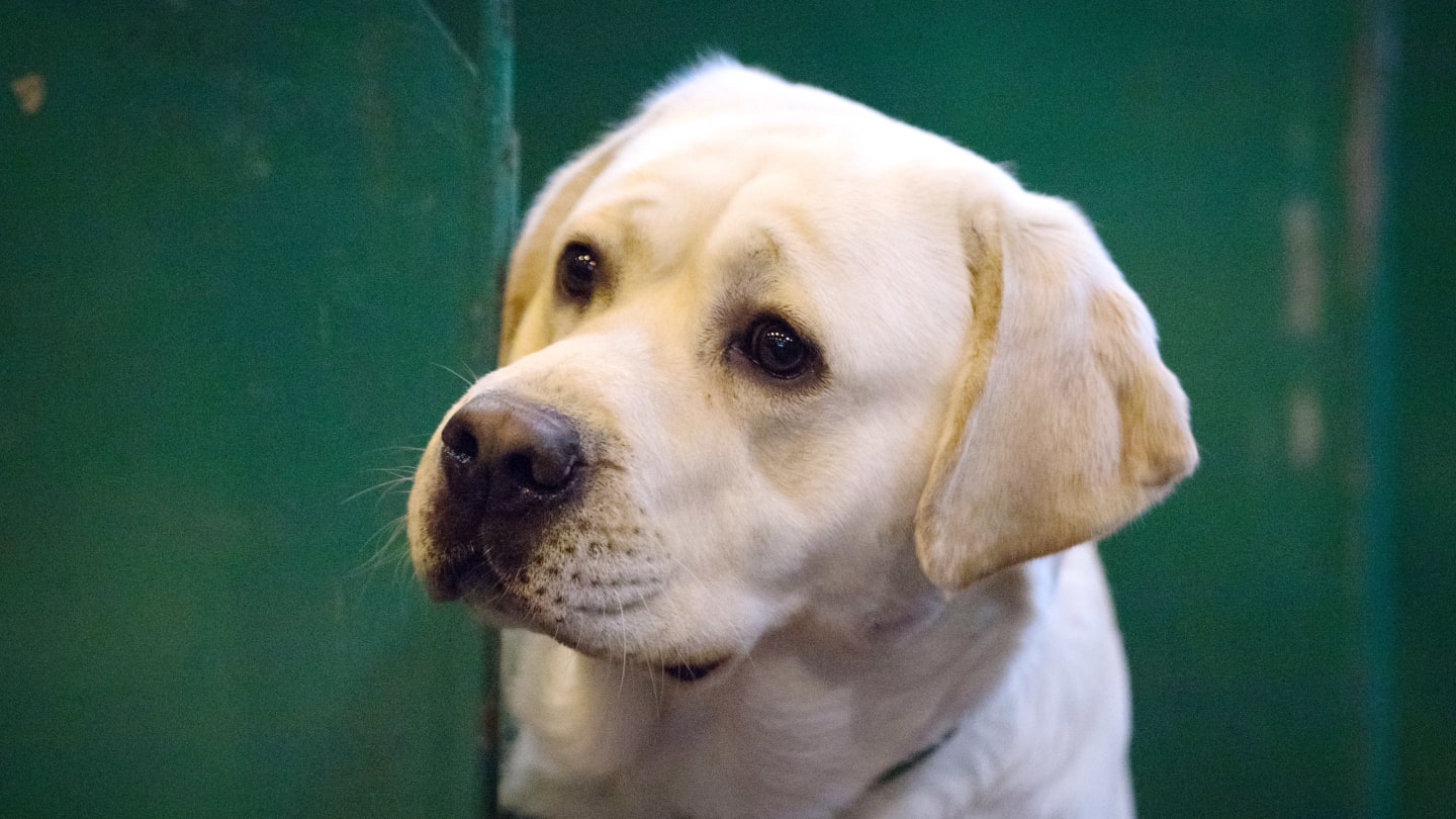 Fun facts about black labs top