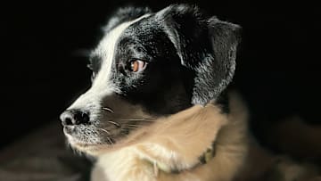 Dog Ownership Levels Continue To Rise