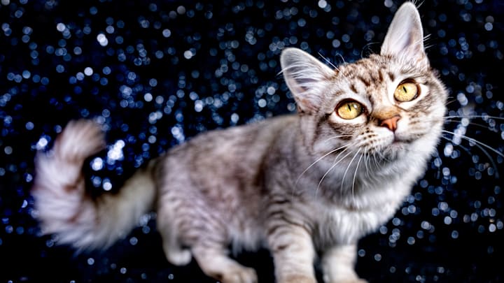 Yorkshire County Cat Club Championship Show