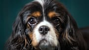 Cavalier King