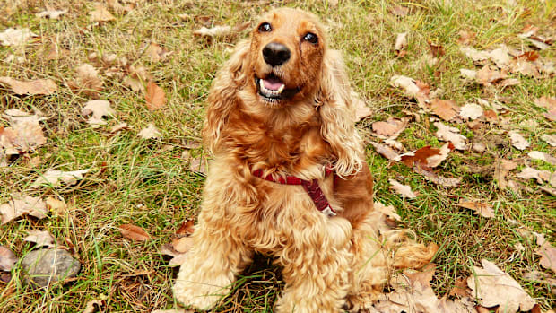 A Cocker Spaniel sitting in some grass surrounded by leaves