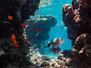 The Red Sea 'Super Corals' Proving Resistant To Rising Ocean Temperatures