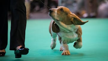 Crufts 2017 - Day One